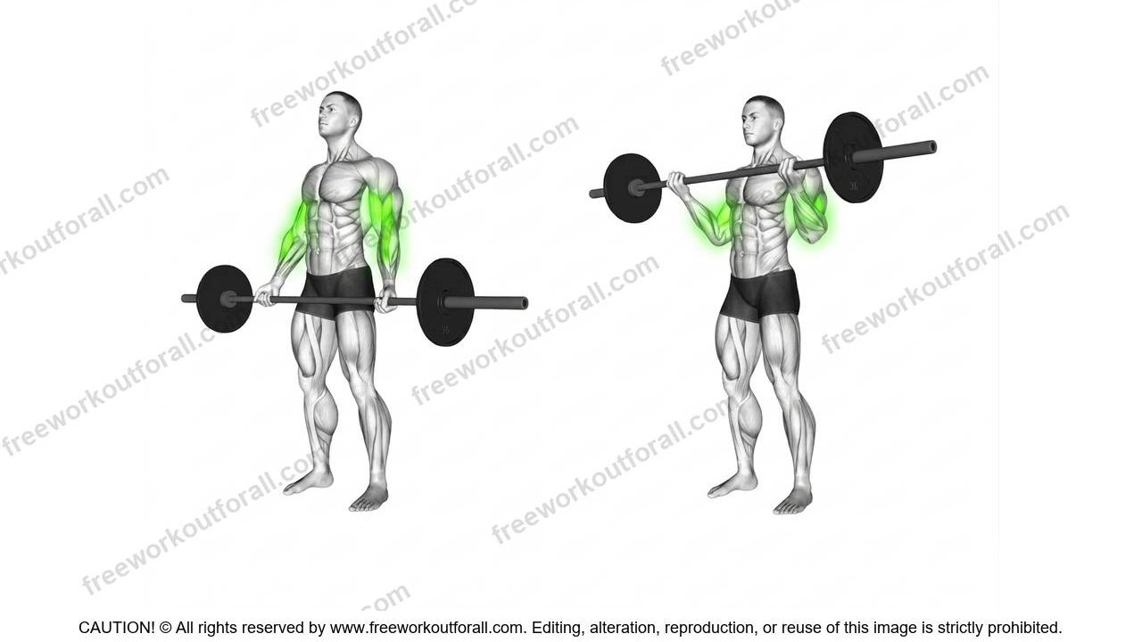 Barbell Curls