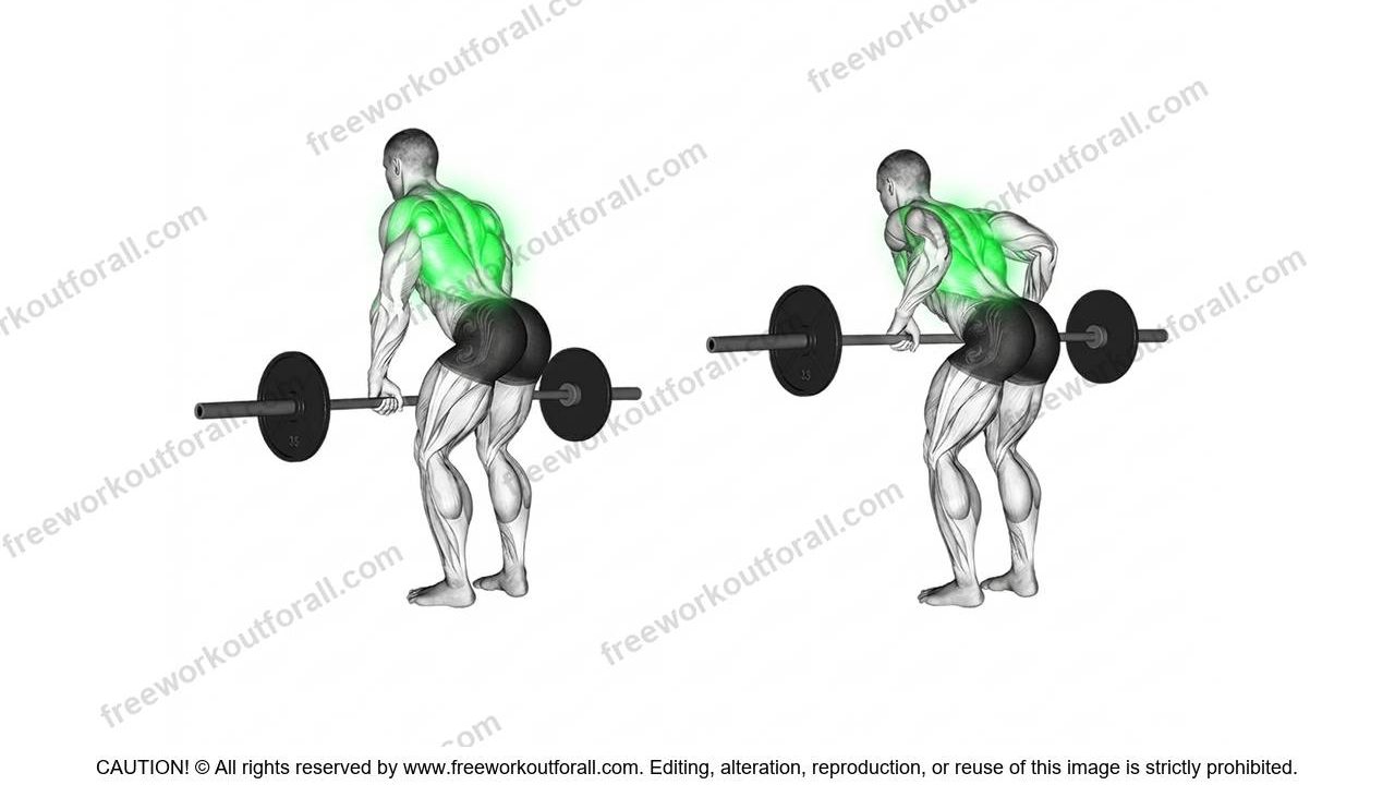 Barbell Rows