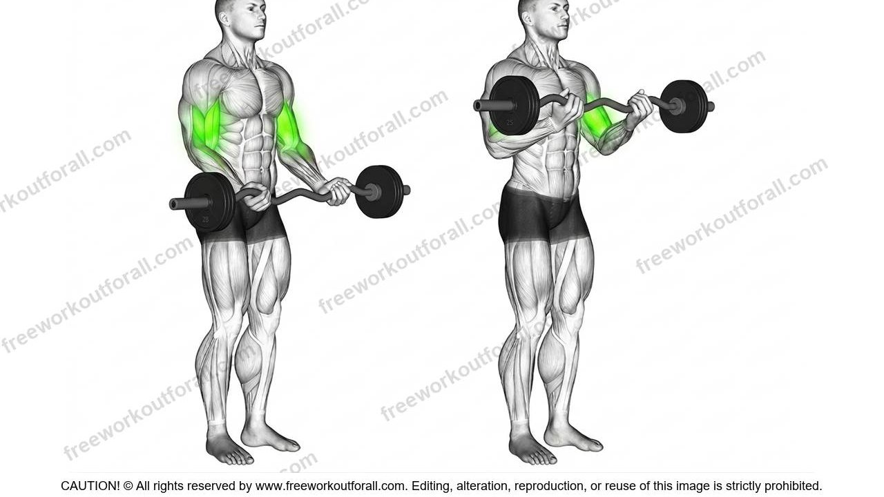 EZ Bar Curls