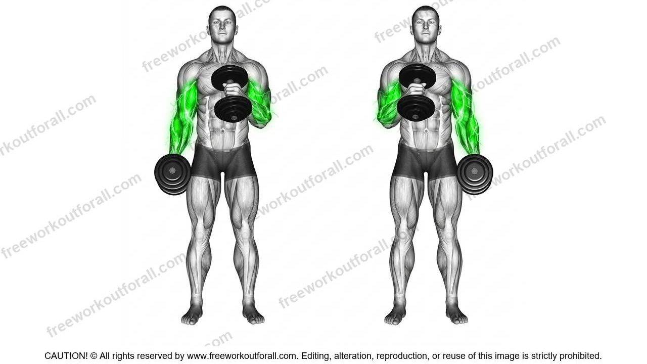 Hammer Curls