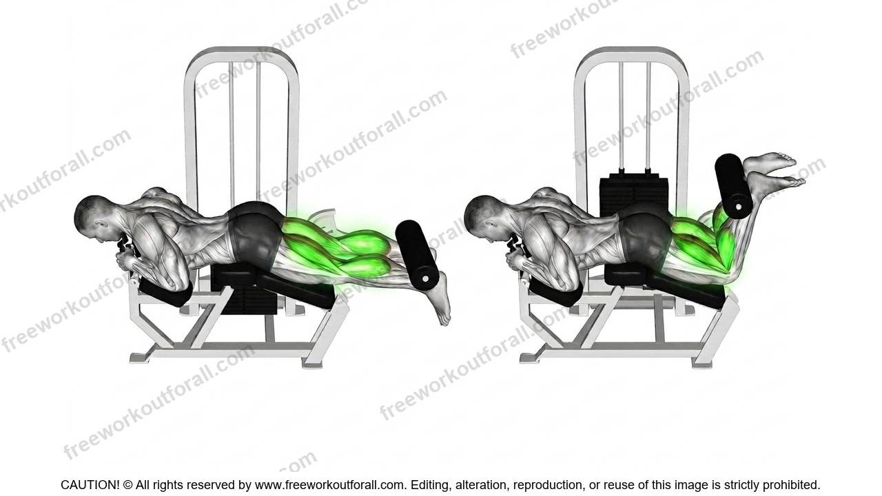 Lying Leg Curls