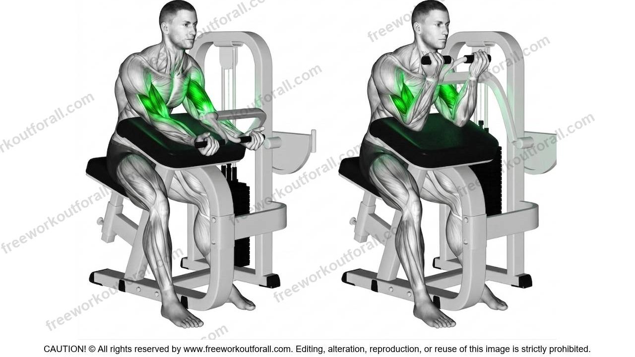 Machine Bicep Curls