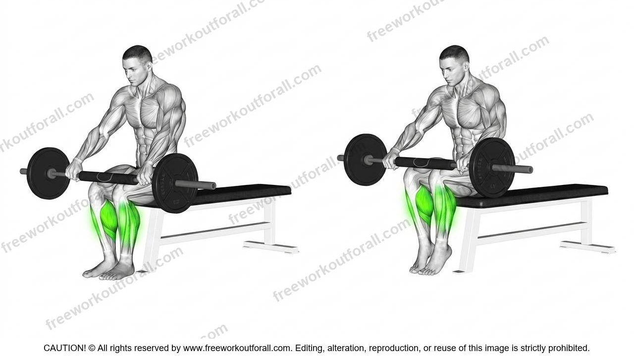Seated Barbell Calf Raises