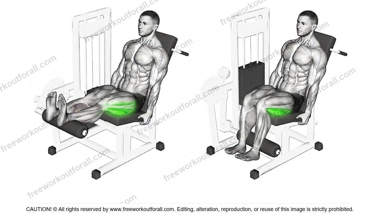 Seated Leg Curls