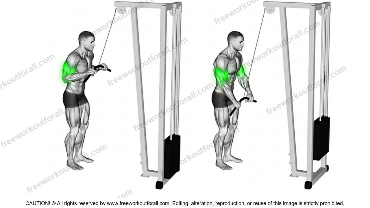 Tricep Push Downs