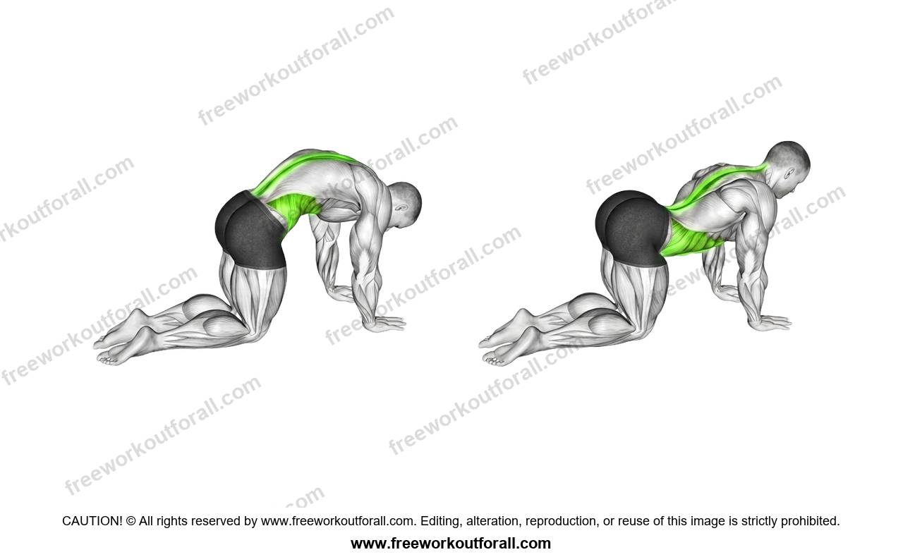 أداء تمرين Cat Cow Stretch لاستهداف عضلات أسفل الظهر وتحسين مرونة العمود الفقري