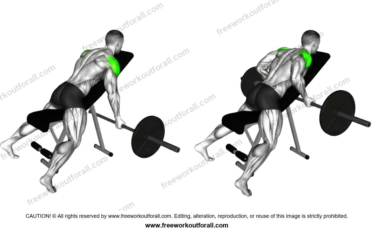 أداء تمرين Chest Supported Bent Over Row لاستهداف عضلات الظهر الوسطى واللاتس