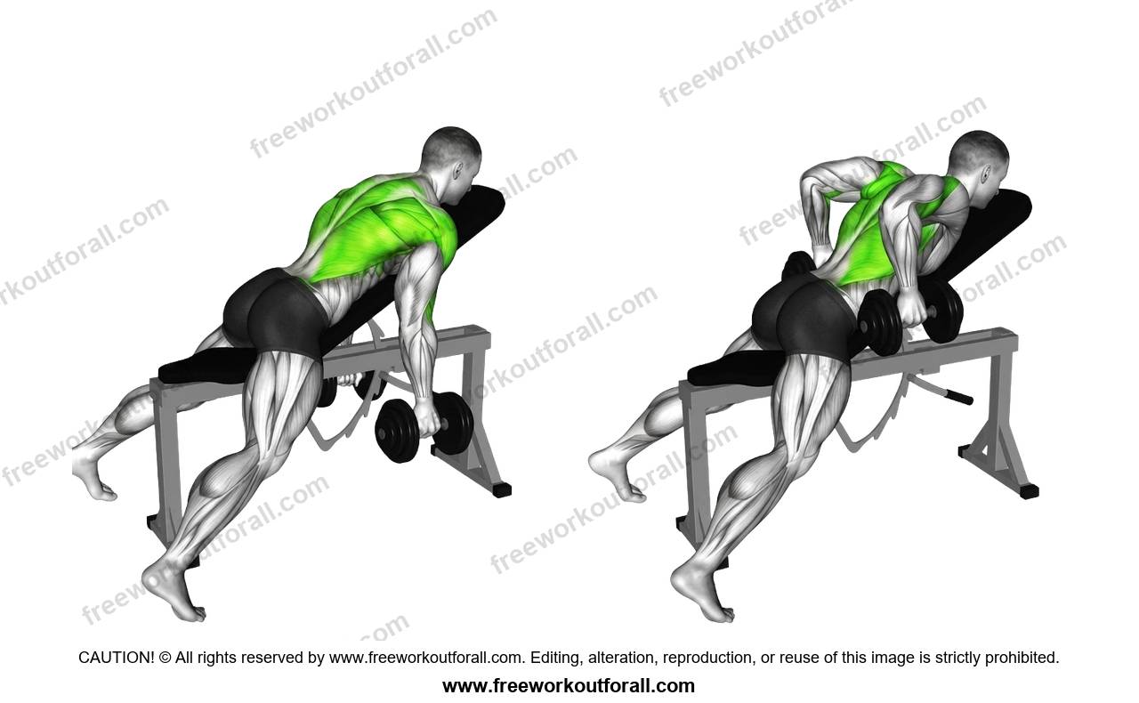 أداء تمرين التجديف بالدمبل (Chest Supported Dumbbell Row) لاستهداف الظهر العلوي