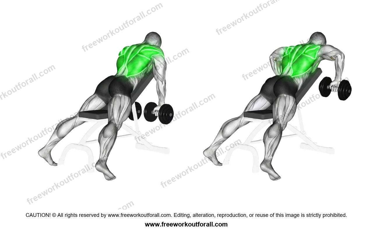 أداء تمرين التجديف بالدمبل مائل (Incline Dumbbell Row) لاستهداف اللاتس