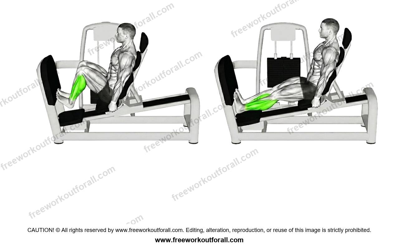 أداء تمرين السمانة على جهاز الليج برس (Leg Press Calf Presses)