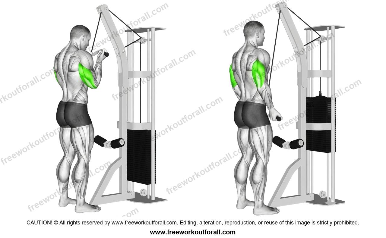أداء تمرين الترايسبس بالكابل قبضة معكوسة (Reverse Grip Pushdowns) لاستهداف العضلة ثلاثية الرؤوس
