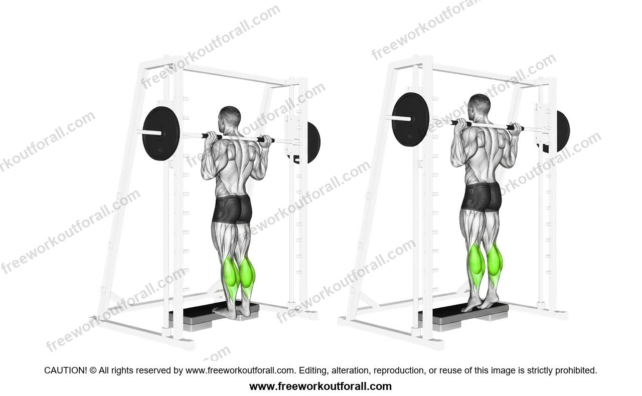 أداء تمرين السمانة على جهاز سميث (Smith Machine Calf Raises) لاستهداف عضلة السمانة