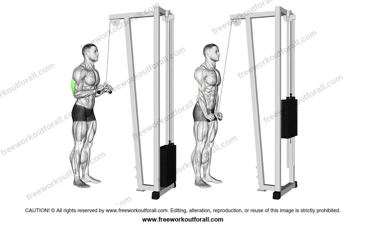 أداء تمرين بوش بالبار V (V Bar Pushdowns) لاستهداف الترايسبس