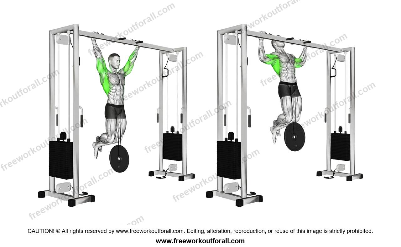 أداء تمرين العقلة بالوزن (Weighted Pull ups) لاستهداف اللاتس